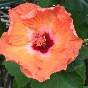 Meet your Posher, Ami